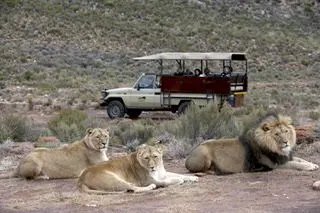 Aquila Game Reserve Safari — Park Fees, Transport & Lunch Included