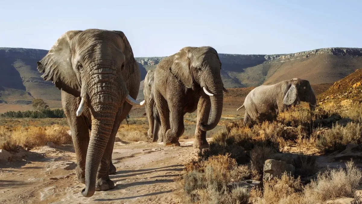 South Africa Safari Tours 2026 — Kruger, Sabi Sands, Day Trips & Multi-Day Packages