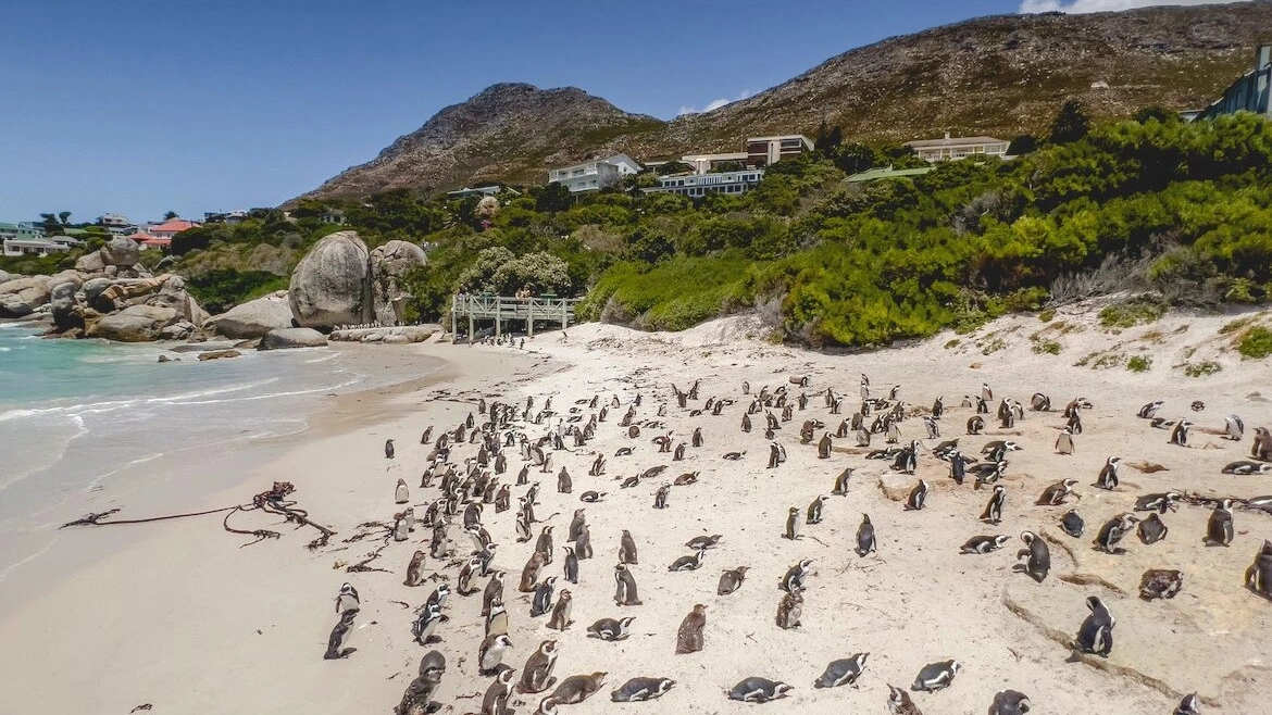 Colony of African penguins on Boulders Beach near Simon's Town, Cape Town