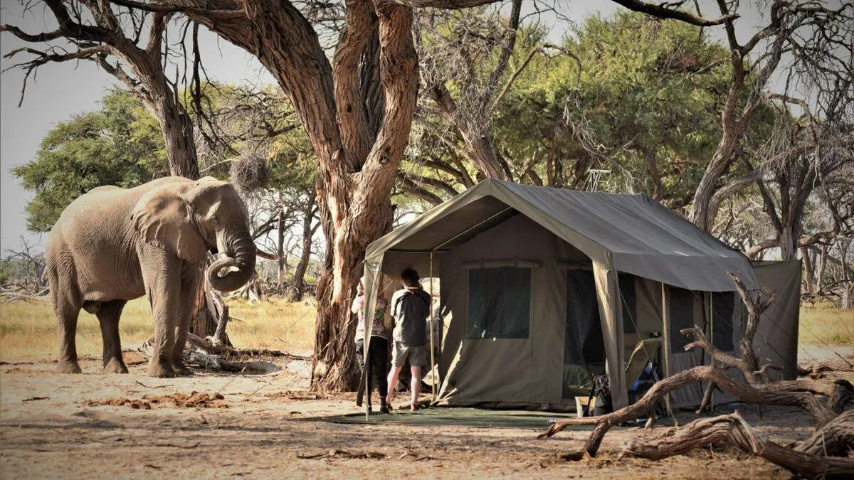 South Africa Safari Under $1,000: Budget Tips & Best Value Parks