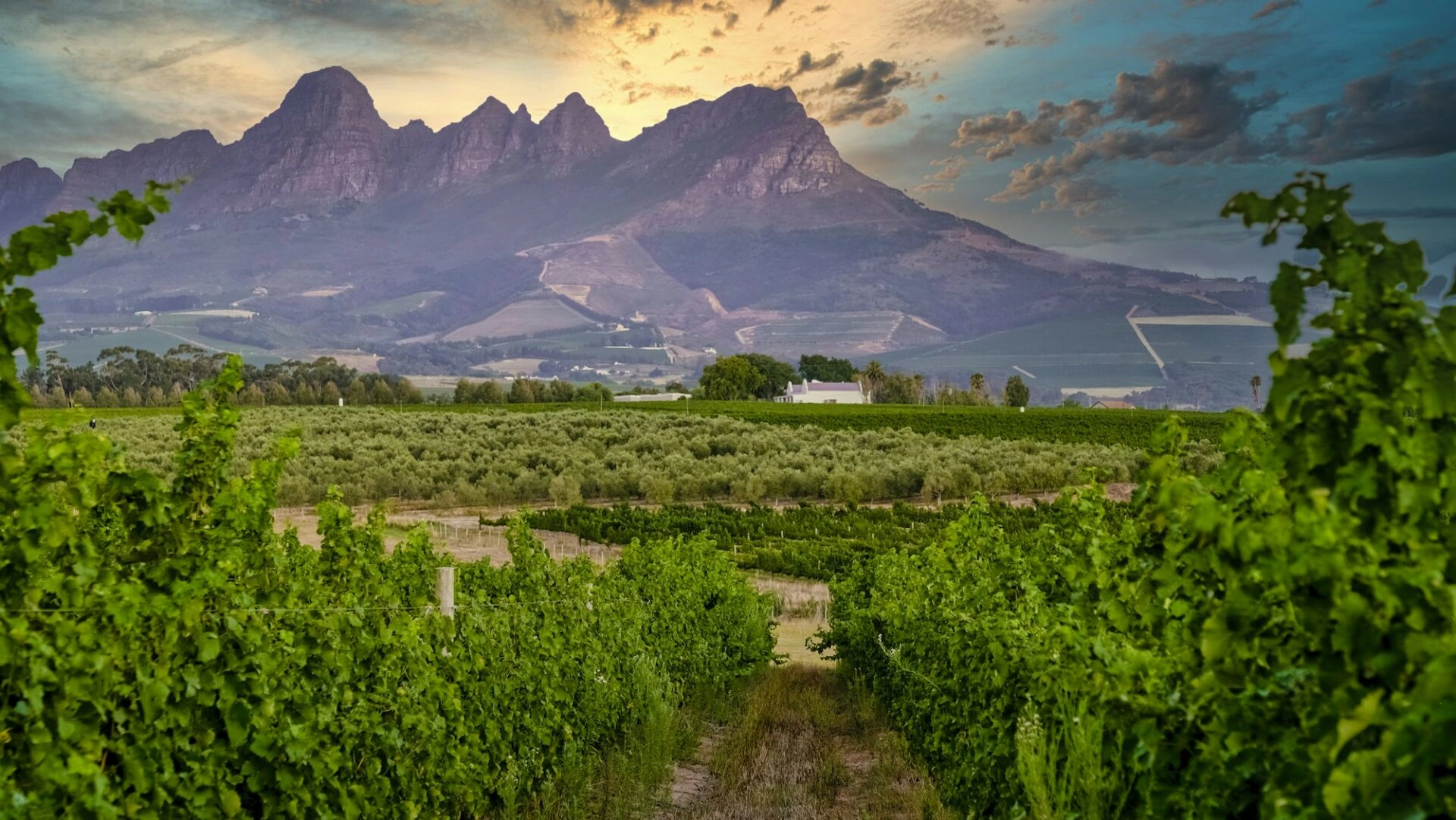Vineyard rows leading to mountains in the Constantia Valley