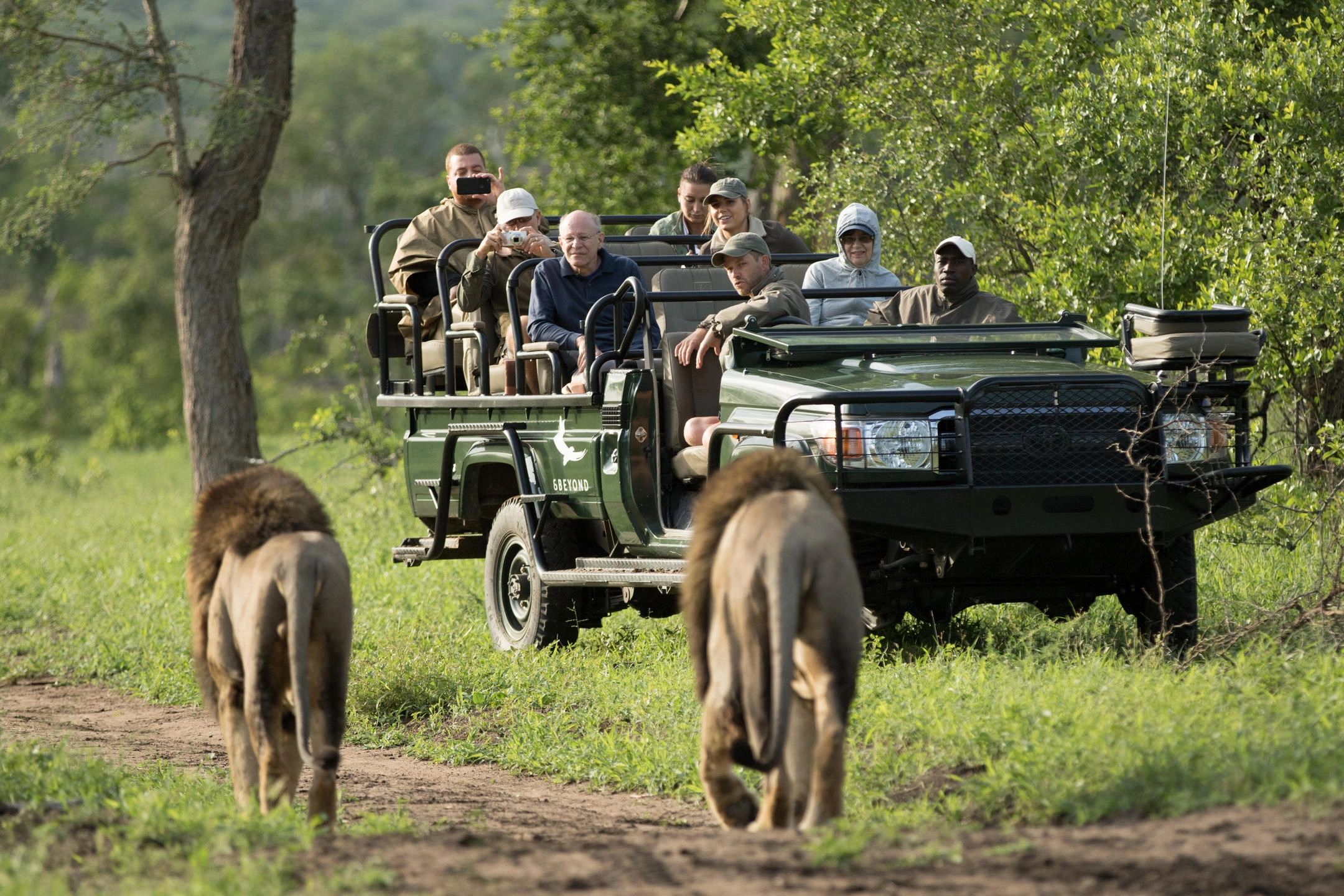 Family Safari South Africa: Best Malaria-Free Parks and Tips 2026