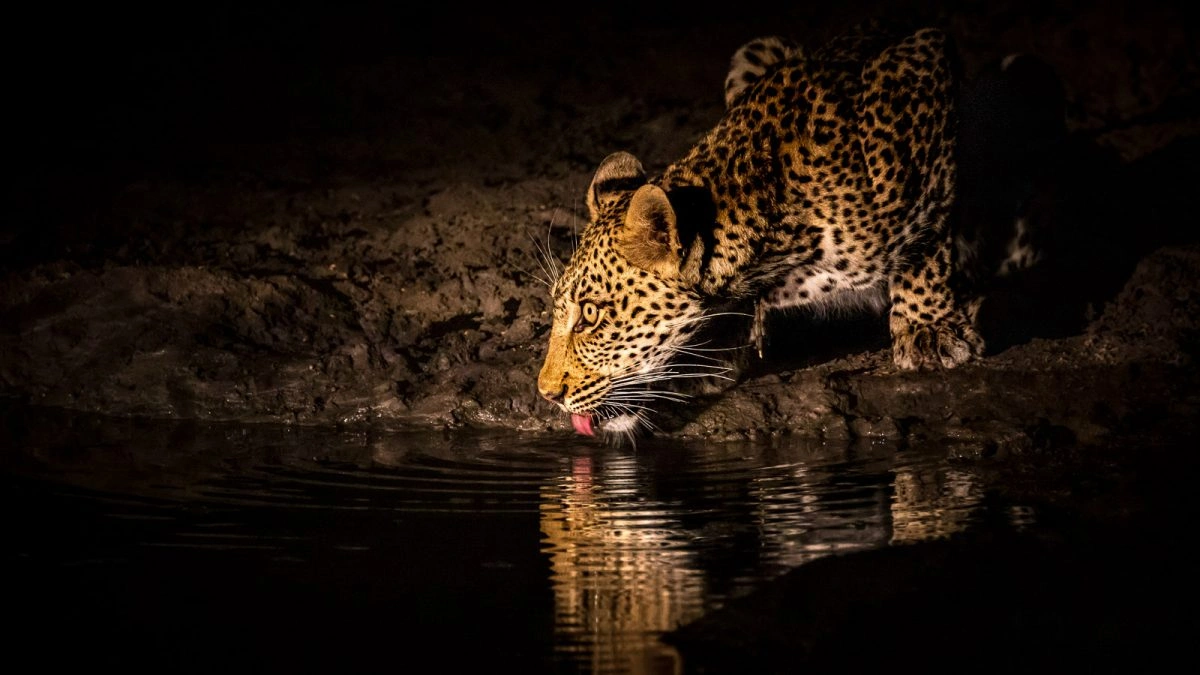 Night Safari Tips: What to Expect After Dark in Africa
