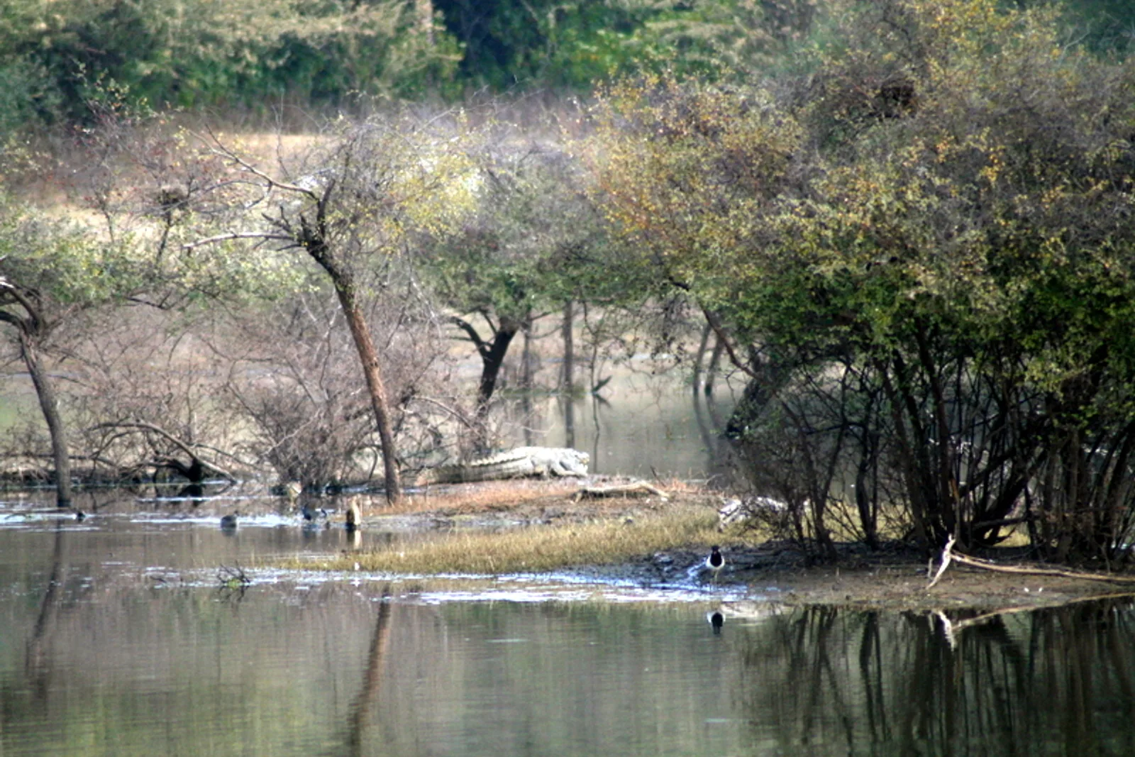 Top 10 Things to Do on a Cape Town Safari Holiday