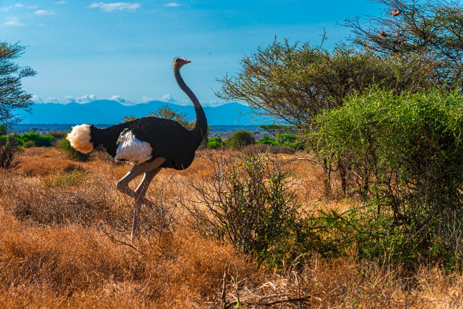 Hluhluwe-Imfolozi Park: South Africa’s Hidden Safari Gem