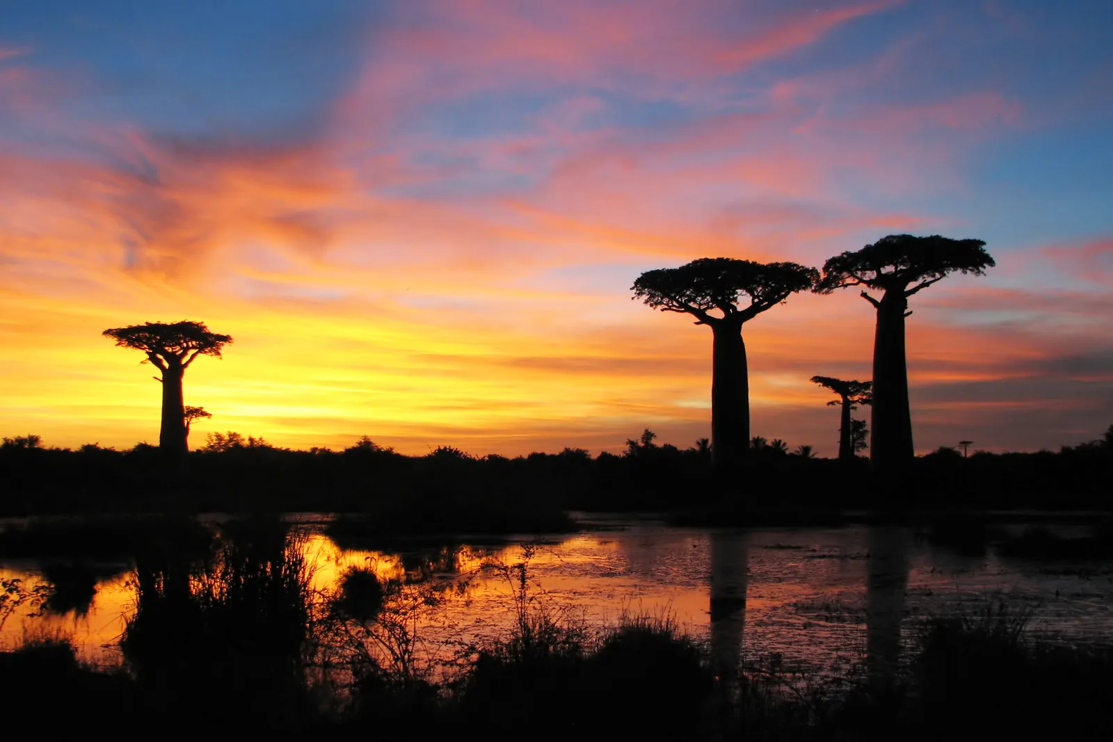 Baobab silhouetted against an African sunset