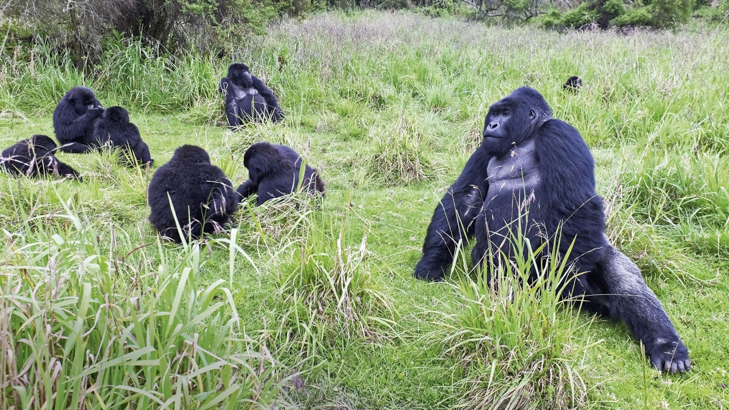 Best Rwanda Gorilla Trekking Tours 2026 — Permits, Costs, Operators & How to Book