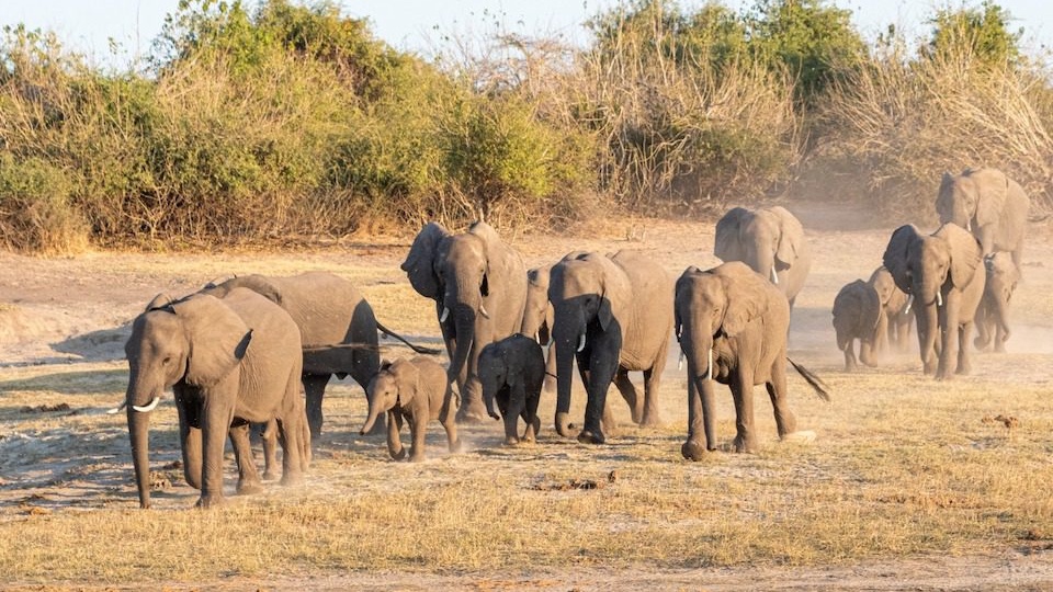 Solo Safari Travel Africa 2026 — The Complete Guide for Independent Travellers