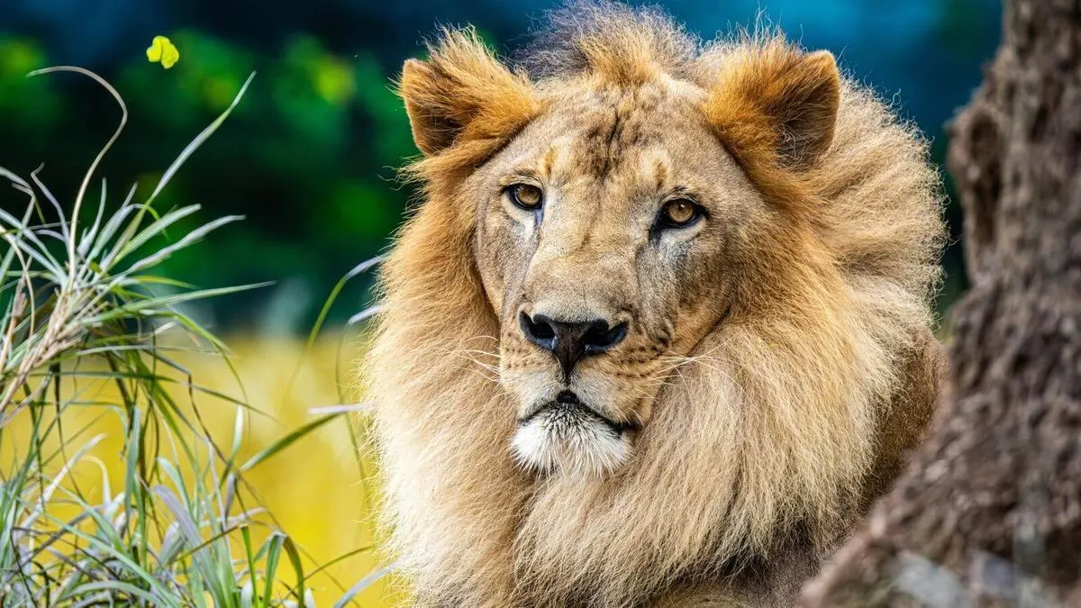 Where to See Lions in Africa 2026 β 10 Best Safari Destinations for Lion Sightings