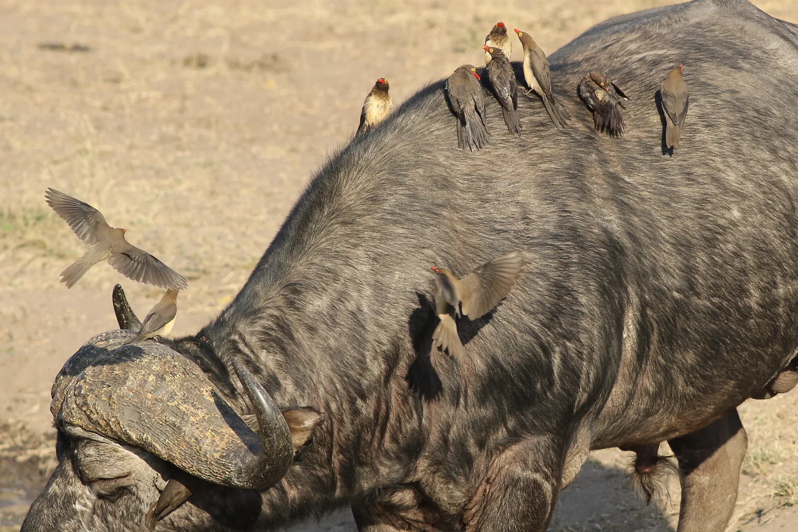 Africa's Big Five: Behaviour, Habitat & Best Parks to See Them