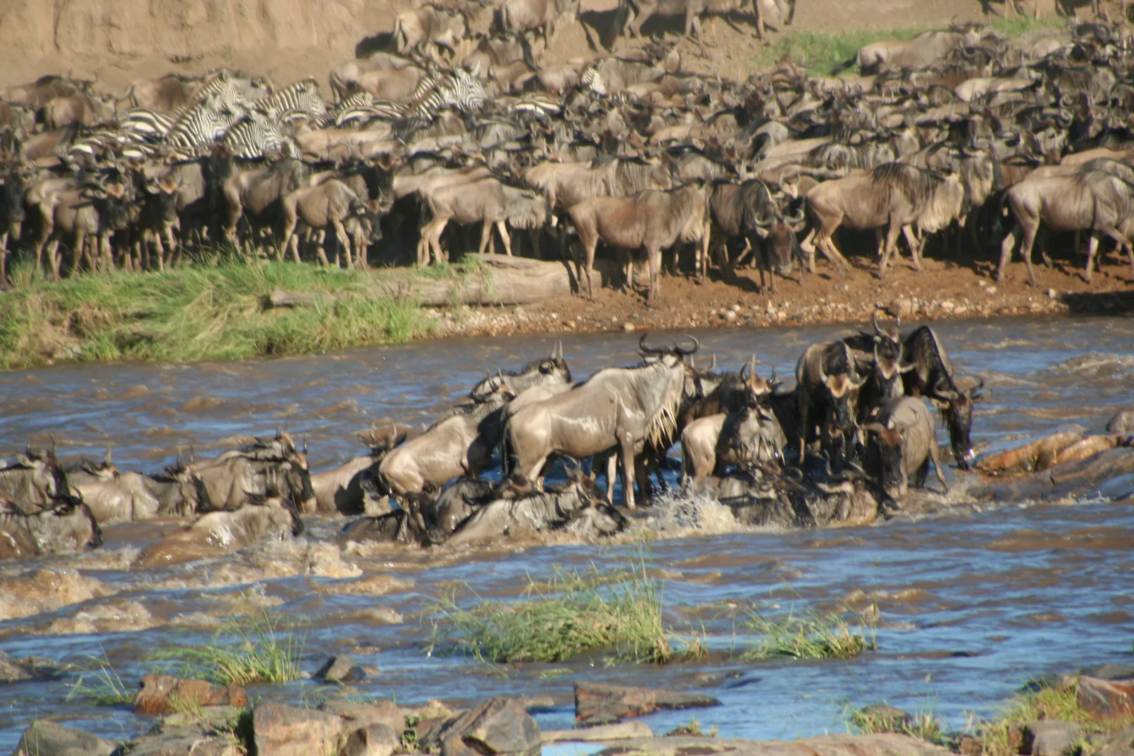 Africa Safari Bucket List: 12 Experiences You Must Have
