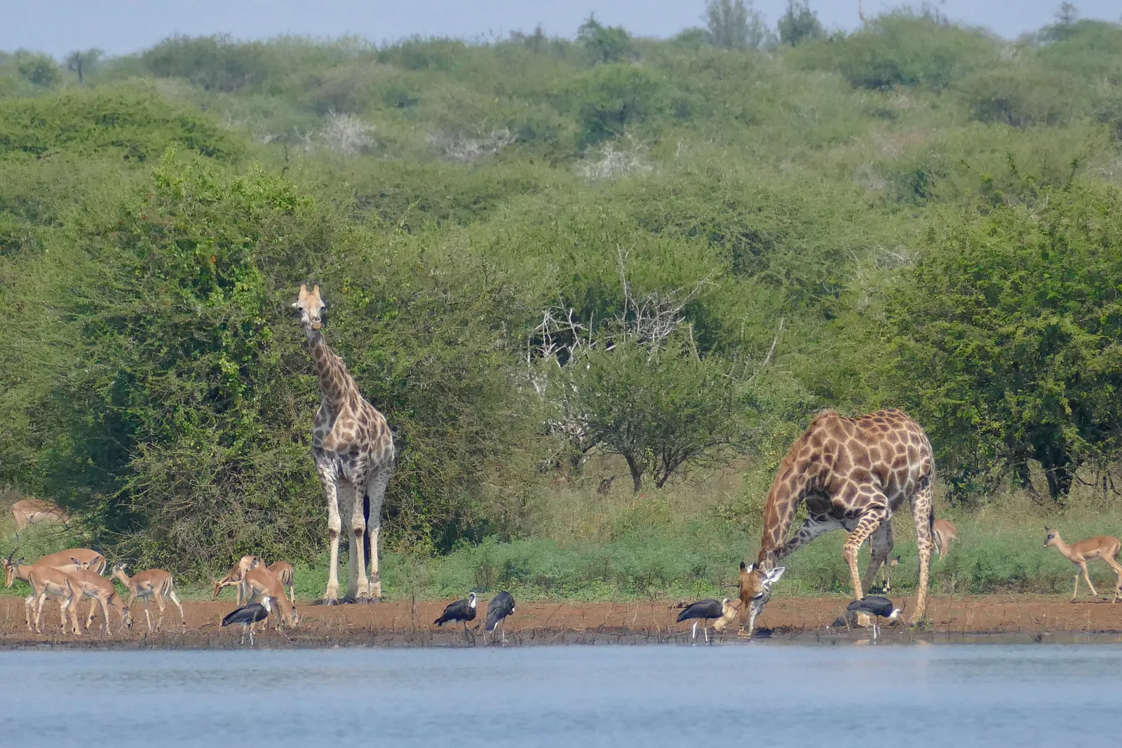 African Safari Photography Guide 2026 โ Camera Gear, Settings & Expert Tips