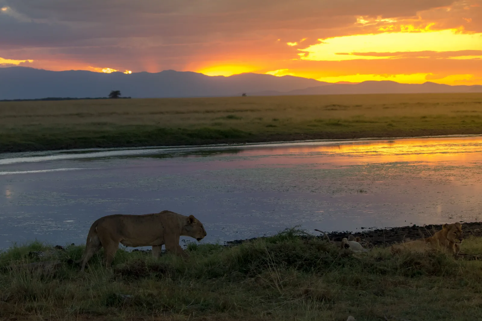 African Safari Sundowners: Bush Cocktails, Boma Dinners & Winelands Pairings