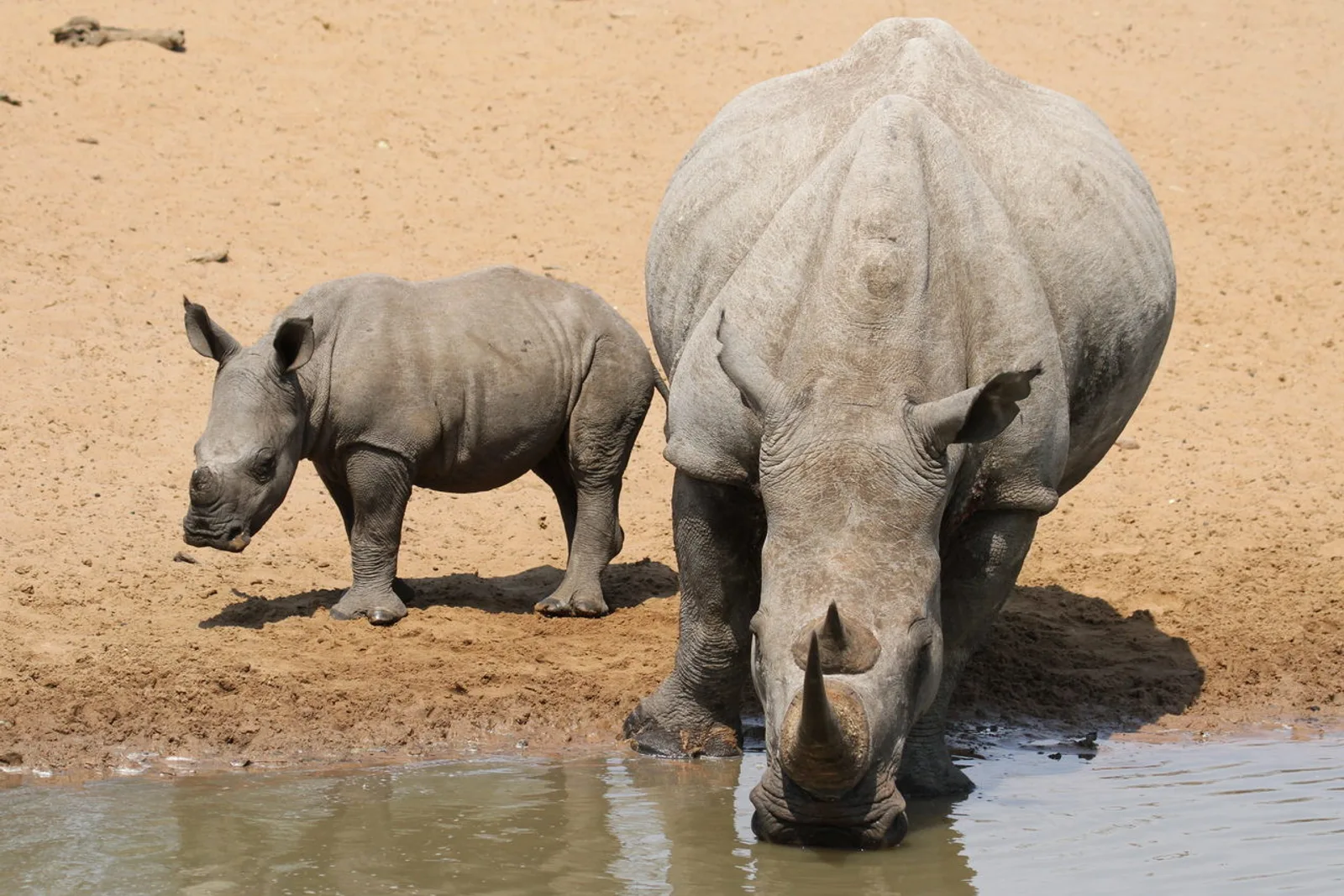 Africa's Big Five: Behaviour, Habitat & Best Parks to See Them 2026