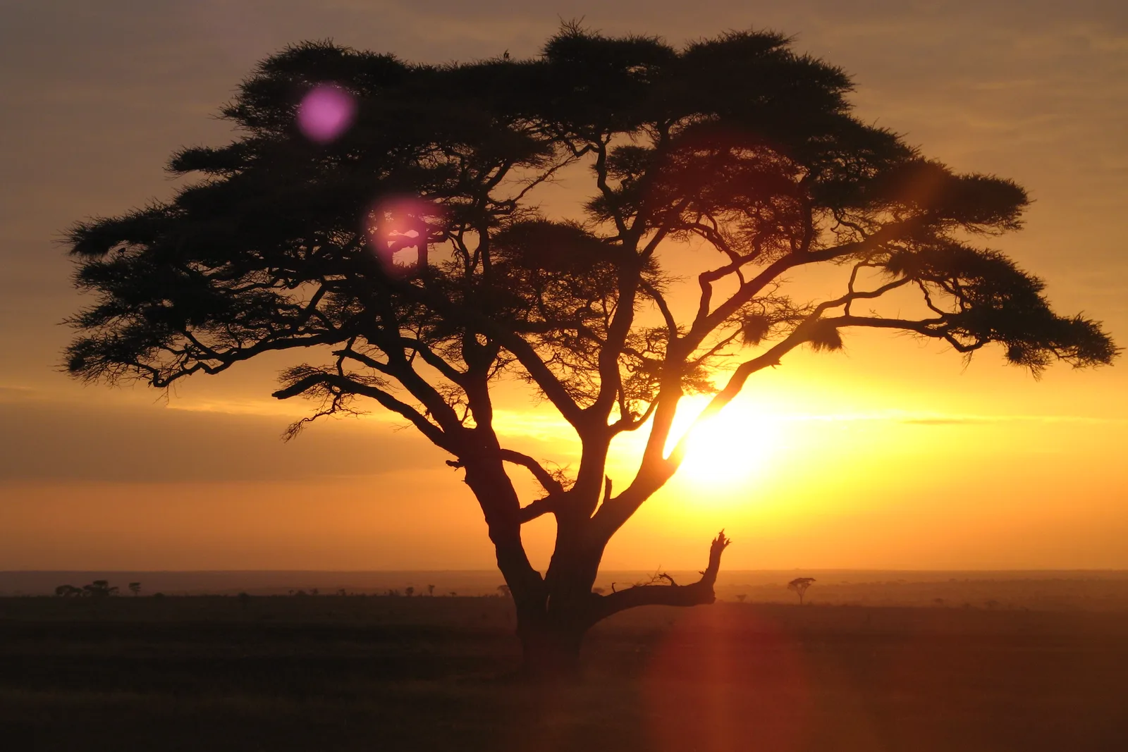 Best Safari Destinations in Africa Ranked 2026 — Expert Top 10