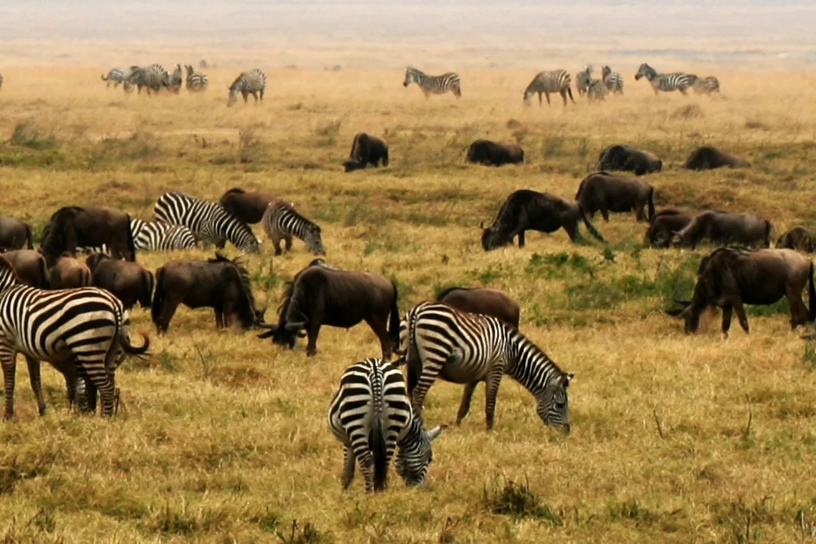 Best Time to Visit Africa for Safari 2026 — Month-by-Month Guide