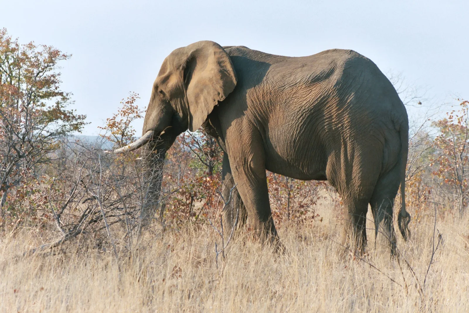 Big Five Safari South Africa 2026 β Where to See Lion, Leopard, Elephant, Rhino & Buffalo