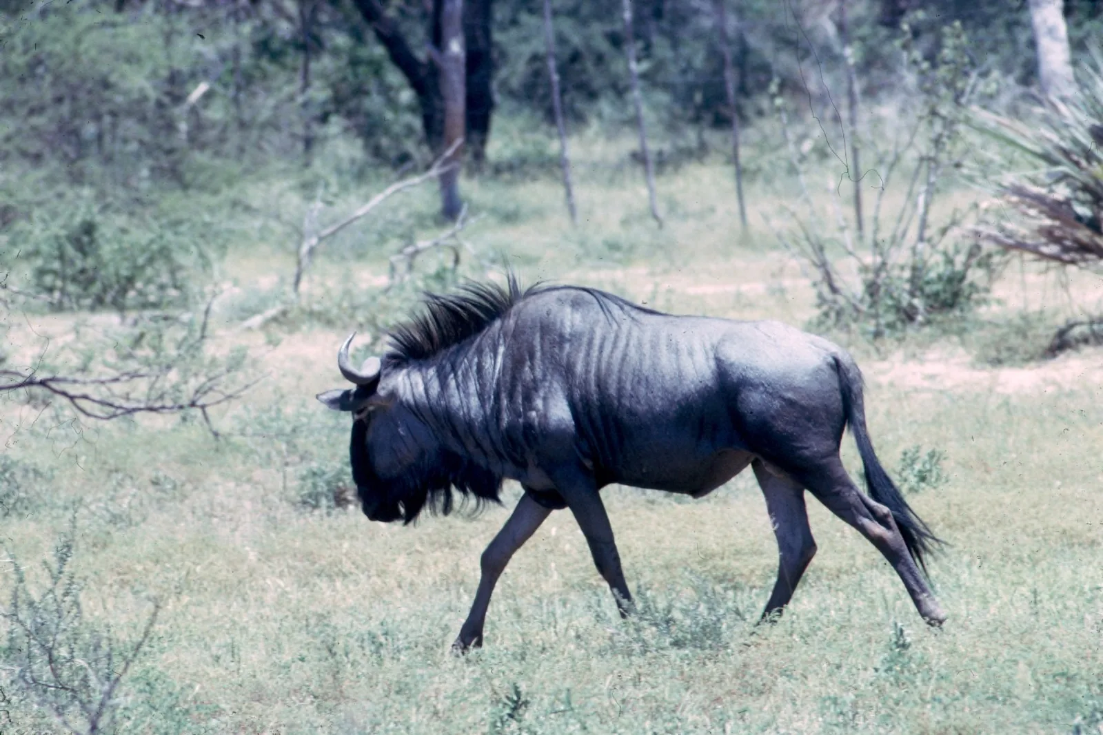 Budget Safari South Africa: Experience the Big Five Affordably