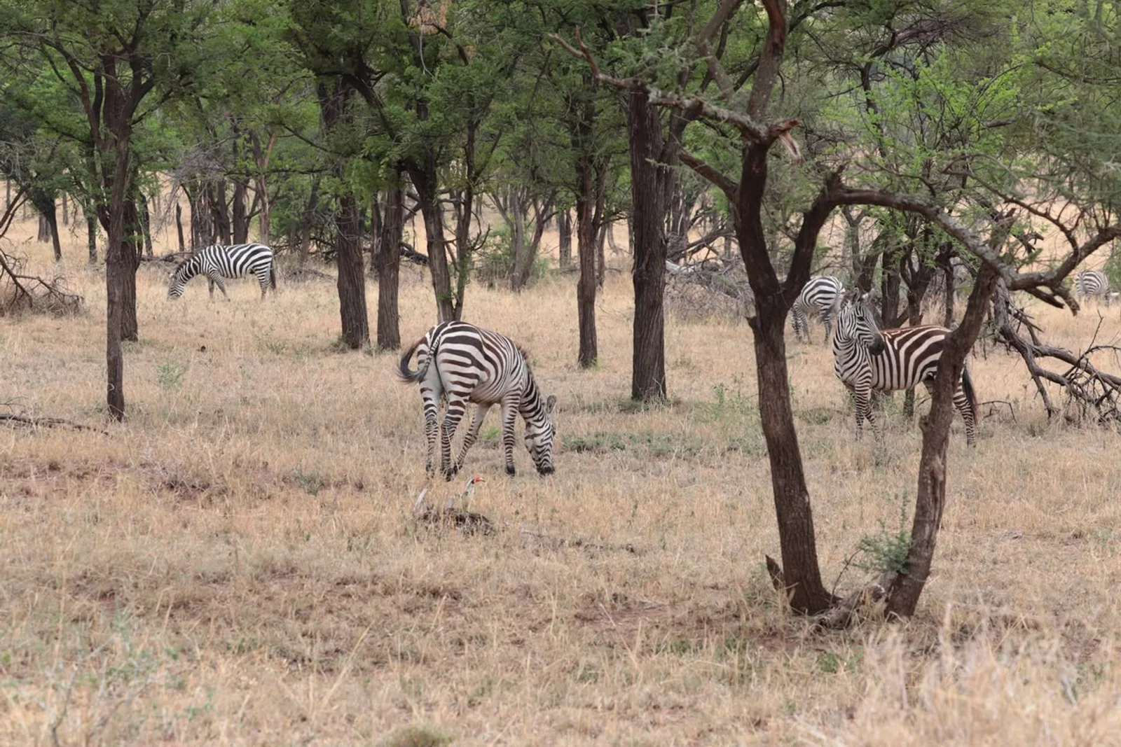 Budget Safari South Africa: See the Big Five Under $500