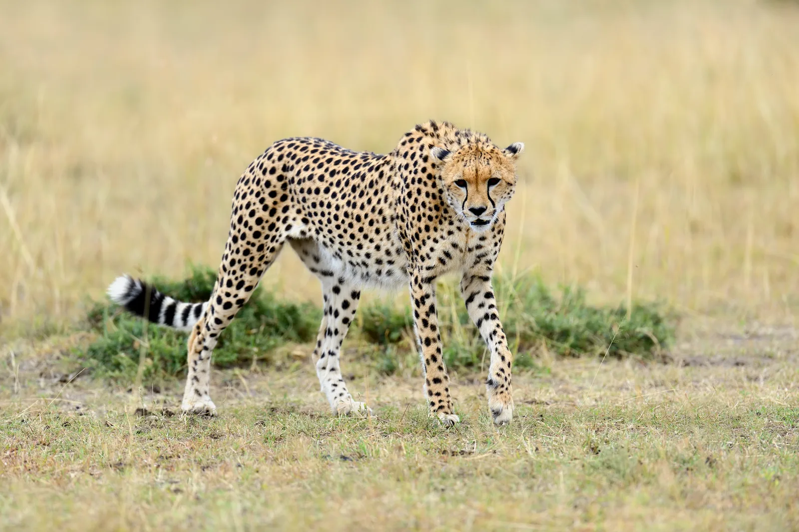 Africa's Endangered Safari Animals: Cheetah, Wild Dog & Rhino Guide