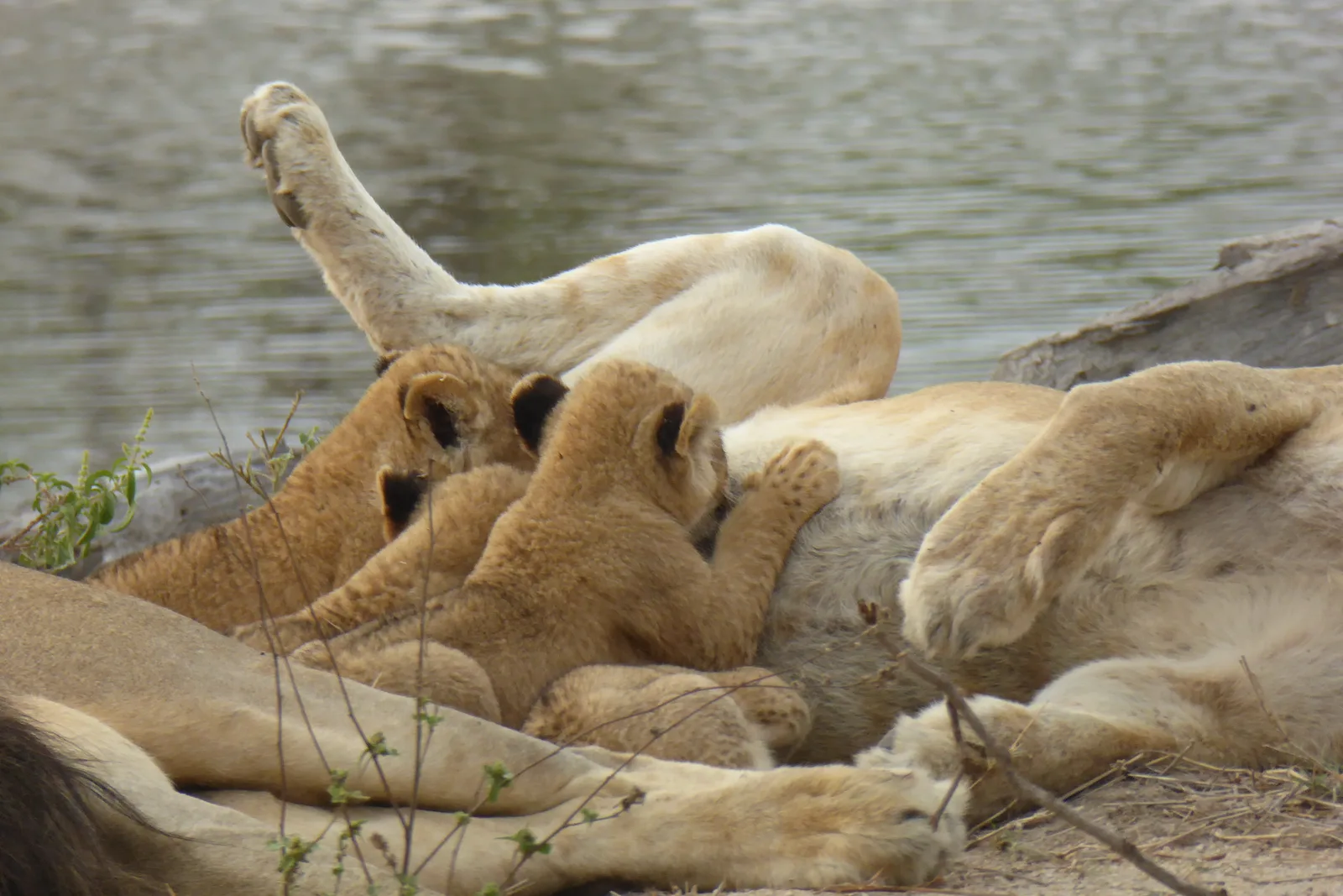 Exclusive Private Game Reserves: South Africa's Ultimate Luxury Safari