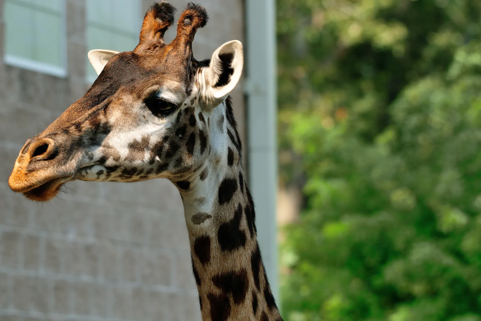Kid-Friendly Safaris in South Africa Beyond Kruger 2026