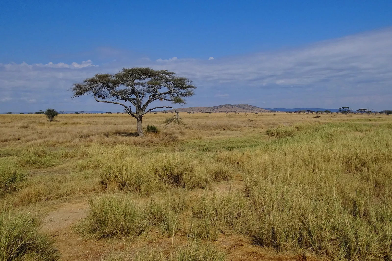 Kruger vs Serengeti vs Masai Mara β Which Safari Is Right for You?