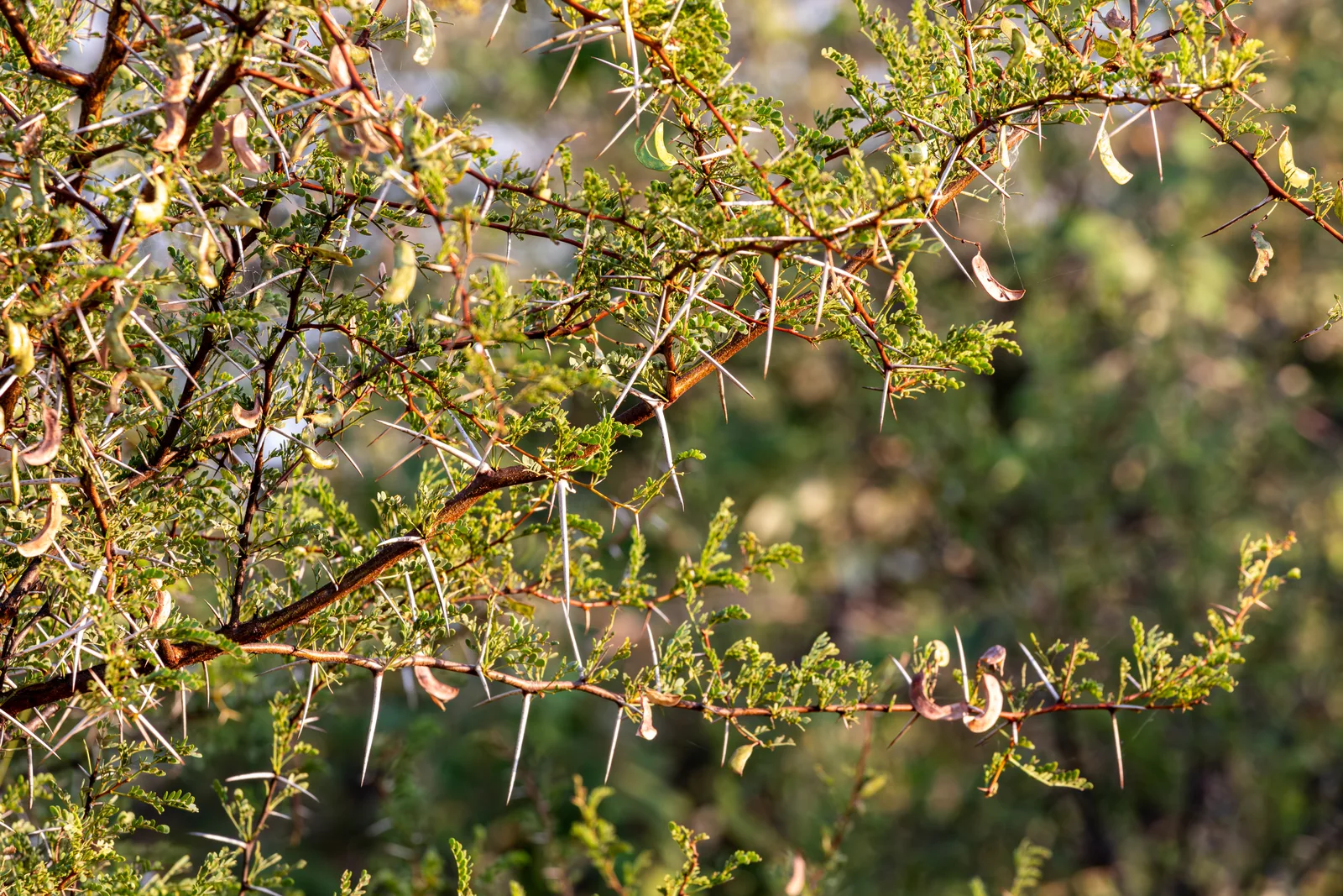 Kruger Walking Safari Guide: What to Expect on a Bush Walk