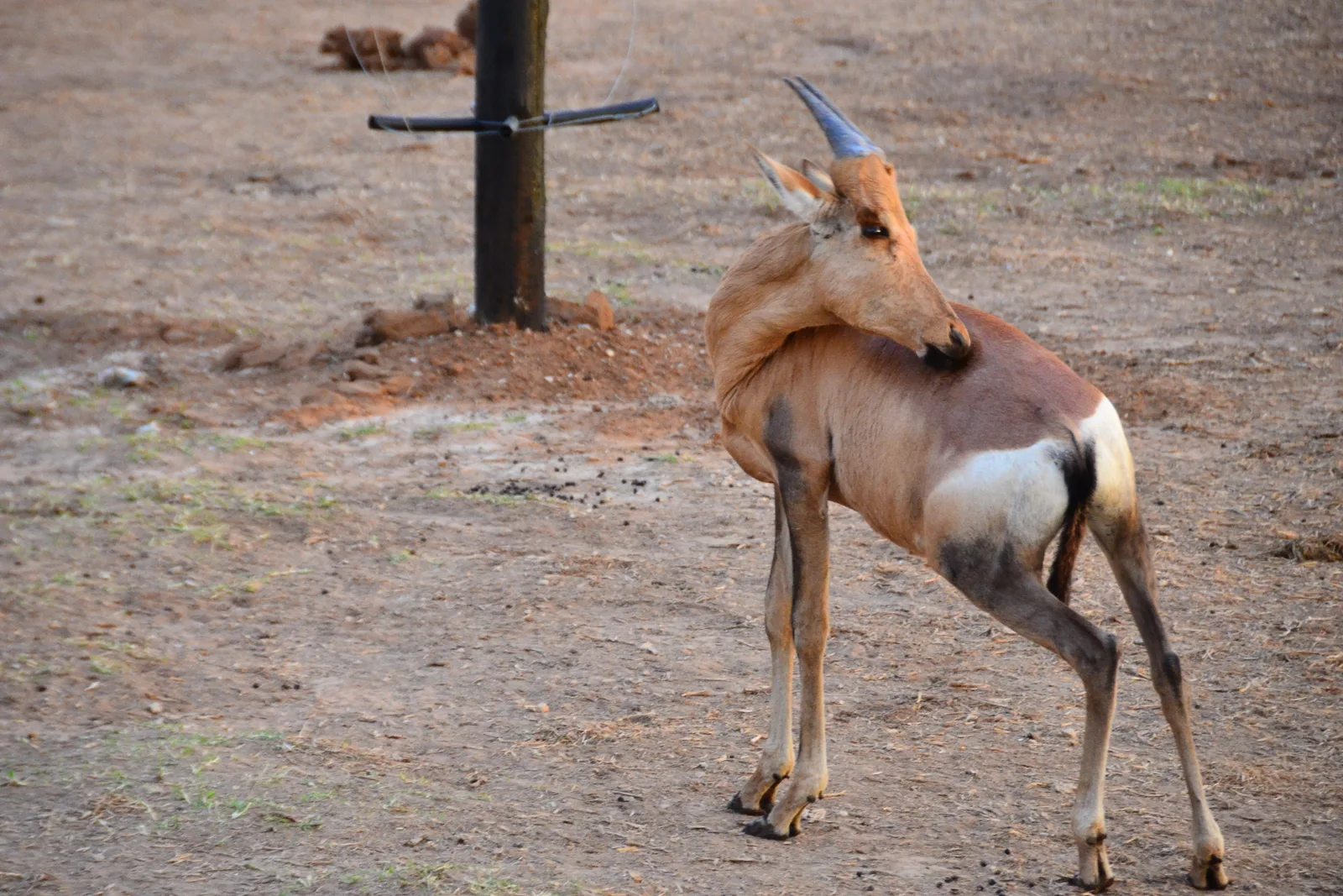 Malaria-Free Family Safari South Africa: Complete 2026 Guide