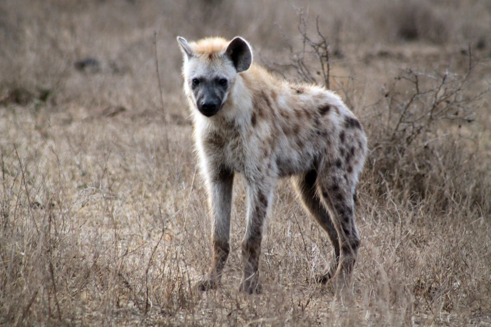 Night Safari Africa: Tips, What to Expect & Best Parks