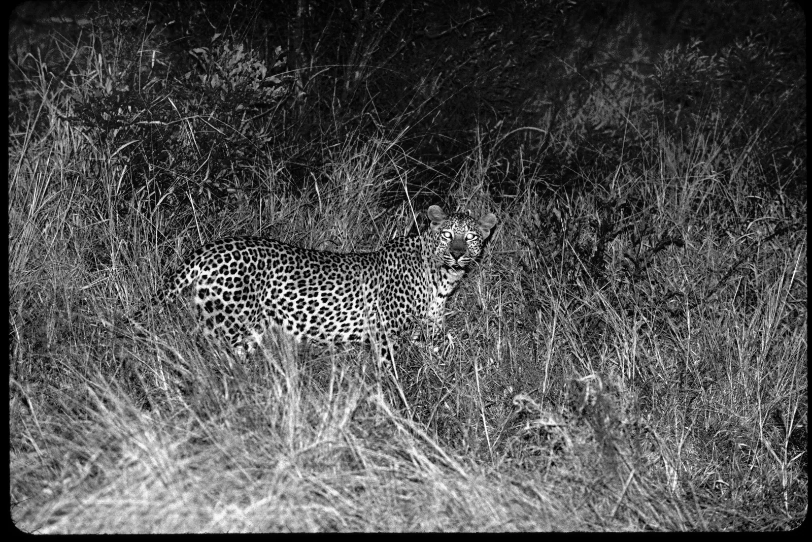Nocturnal Animals of Africa: Your Complete Night Safari Wildlife Guide
