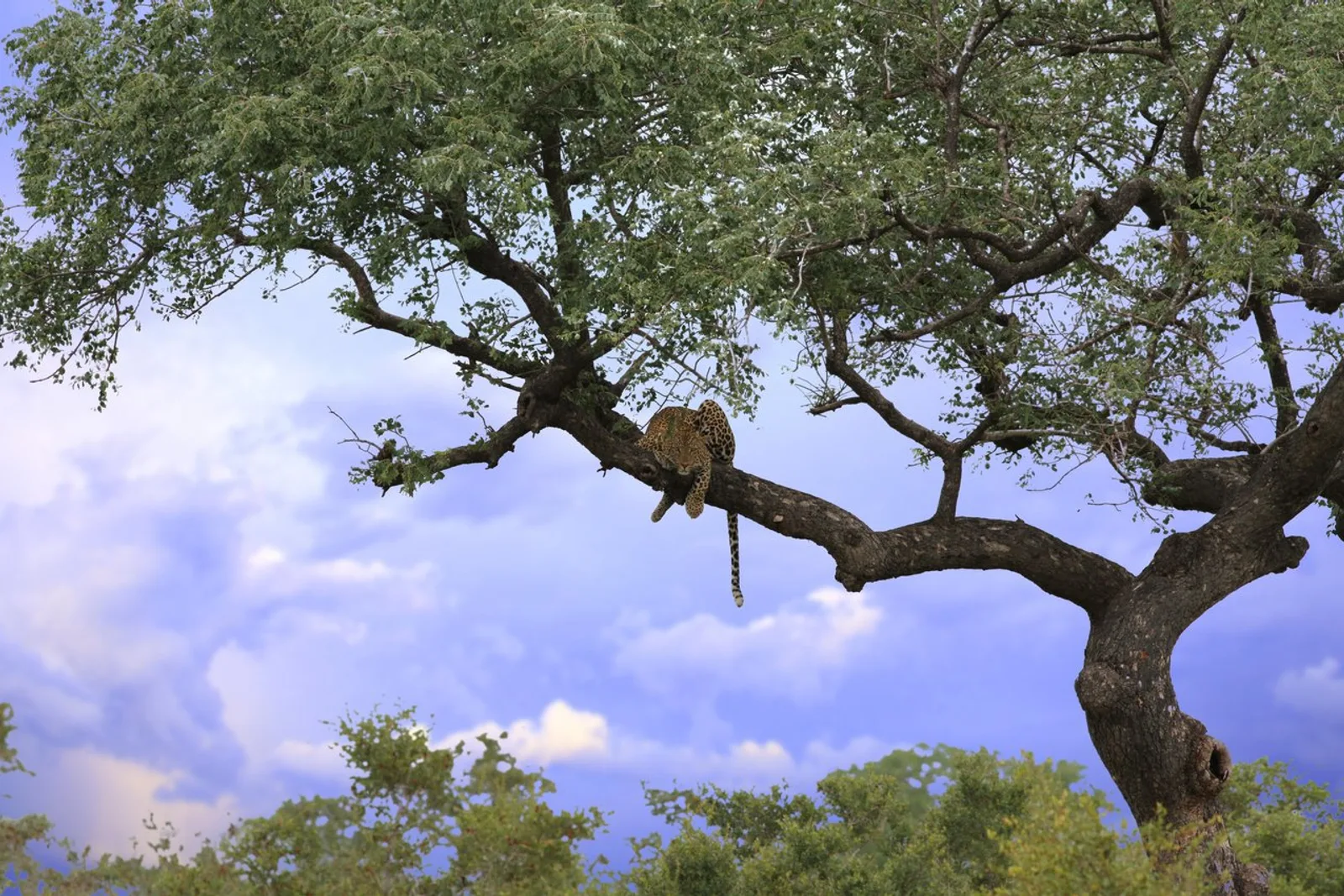 Safari Photography Tips for Beginners: Capture Africa's Wildlife