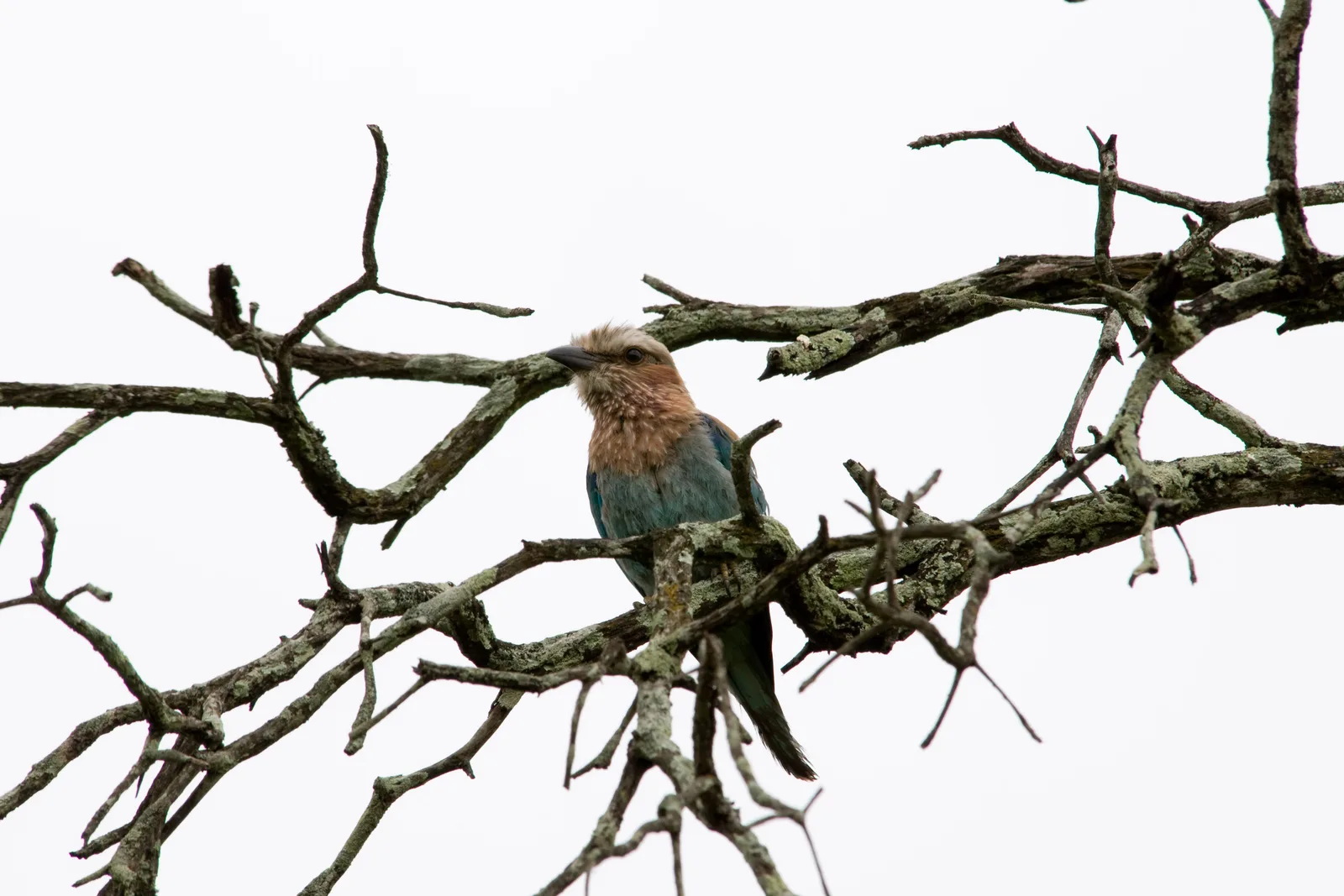 Safari Wildlife Photography Tips for Beginners: Capture Africa's Magic
