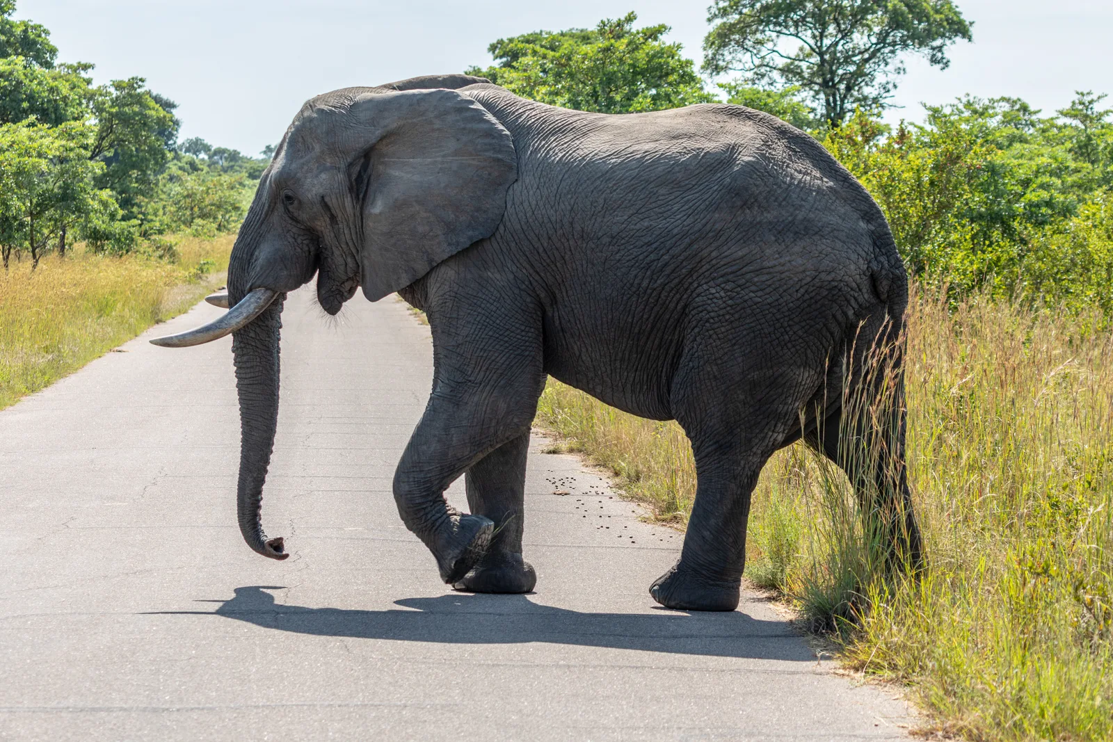 Self-Drive Kruger Safari on a Budget: The Complete 2026 Guide