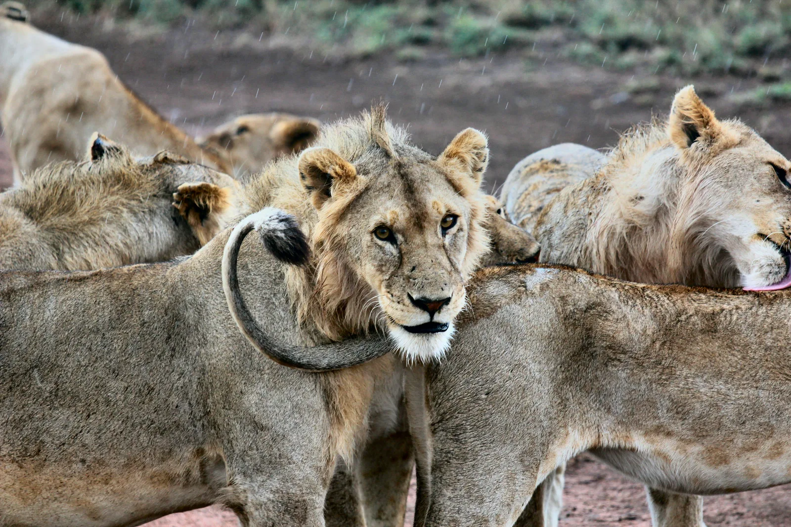 Smartphone Safari Photography: Capture the Big Five Like a Pro