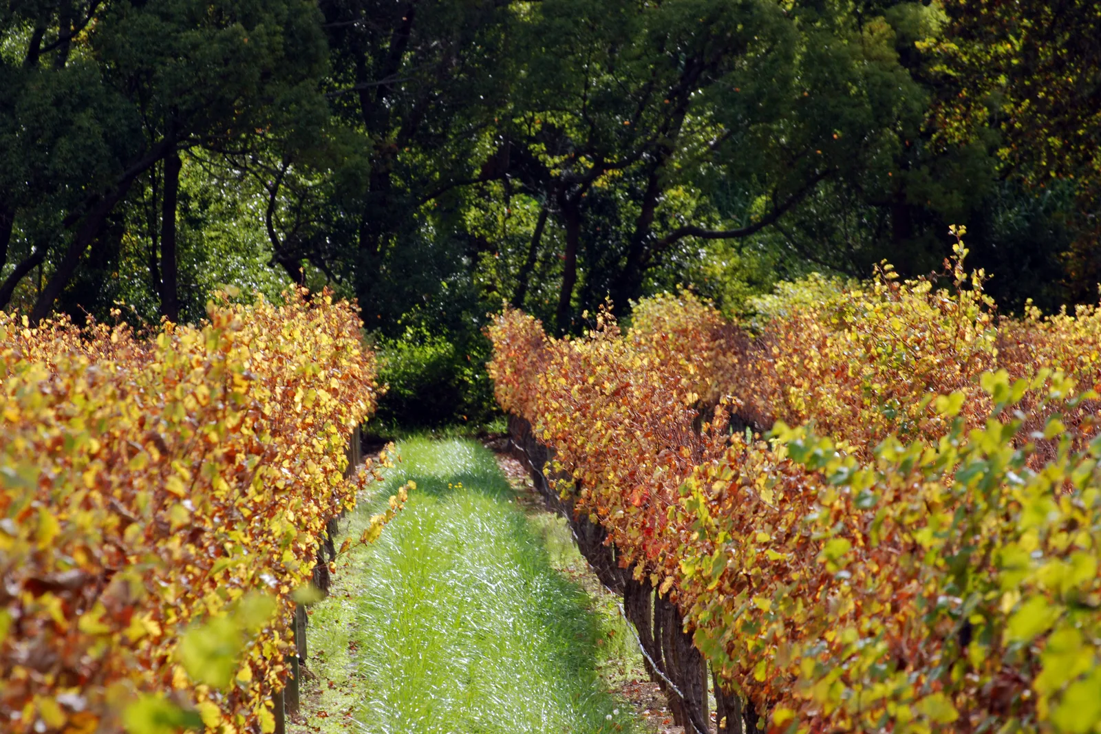 South Africa Food and Wine Safari: A Gourmet Travel Guide