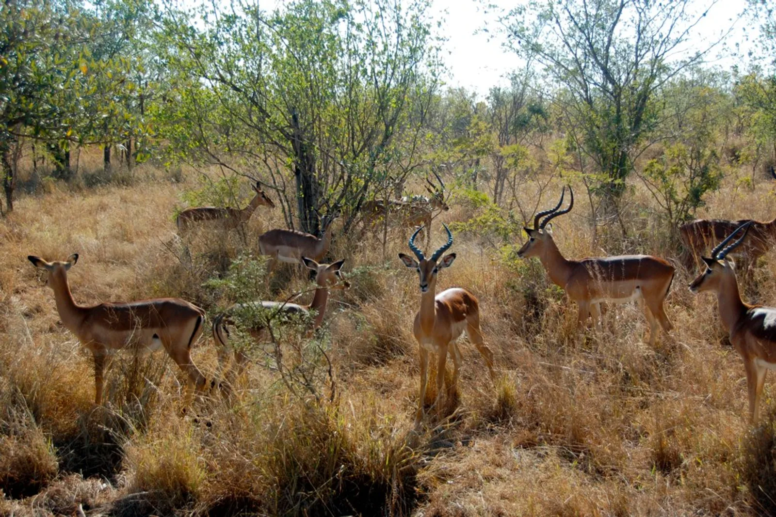 South Africa Safari on a Shoestring: Budget Tips 2026
