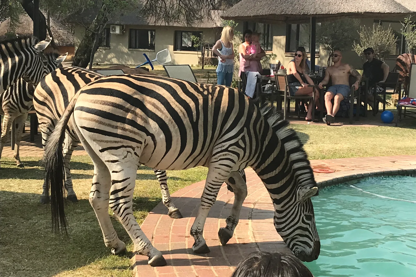 Ultra-Luxury Safari Experiences in South Africa 2026