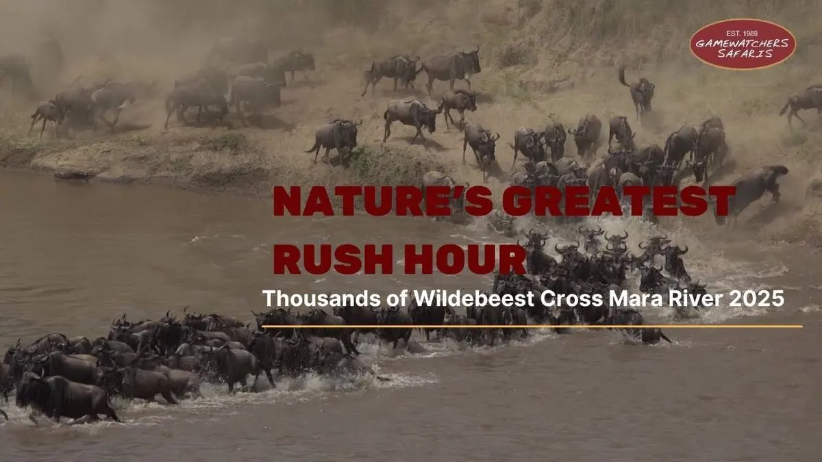 Serengeti Great Migration Guide 2026 — When, Where & How to See It