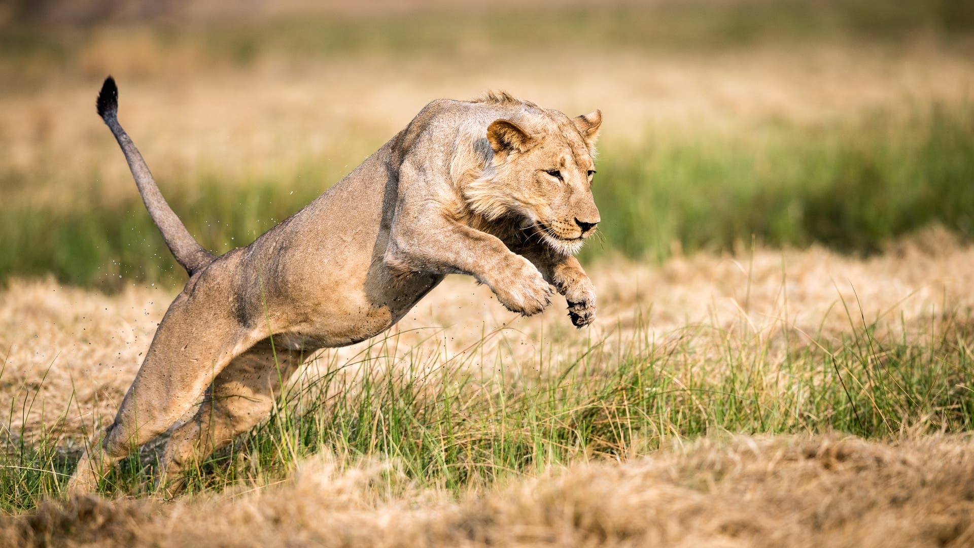 African Safari Photography Guide 2026 — Camera Gear, Settings & Expert Tips