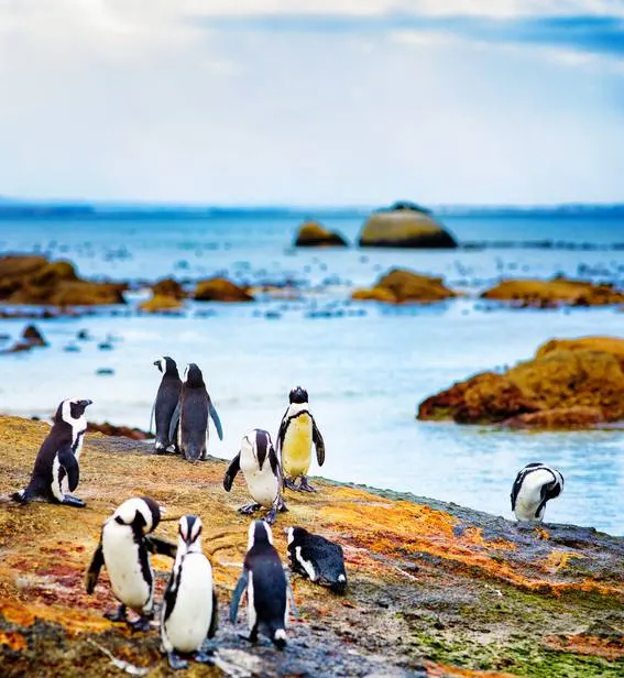 Table Mountain & Penguins