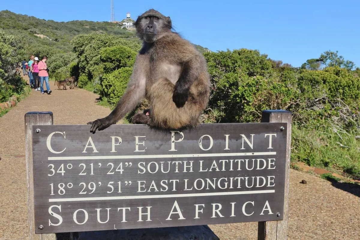 Chacma Baboon — Cape Town's street-smart primates — intelligent, social, and endlessly entertaining