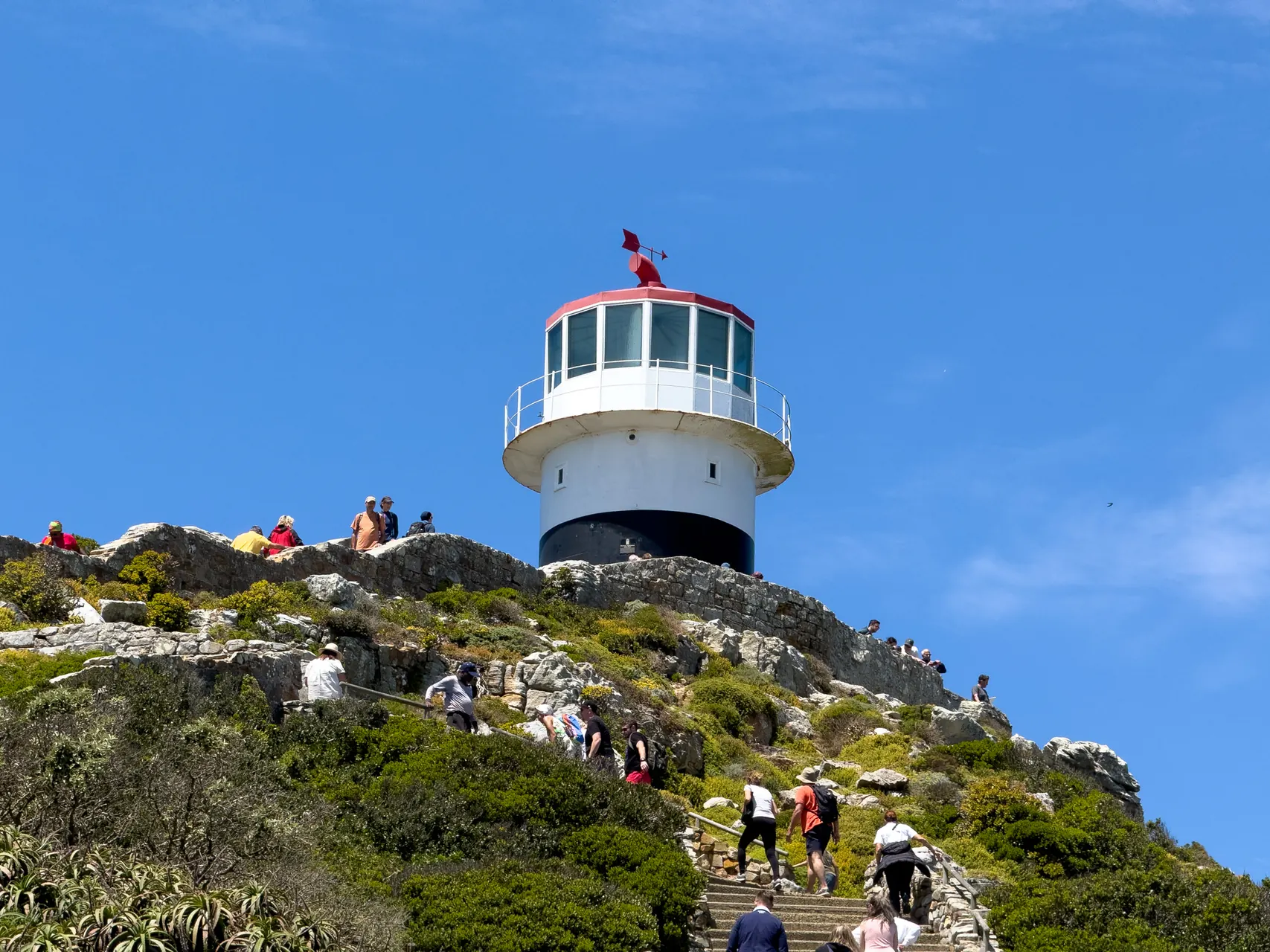 Dassie (Rock Hyrax) — Table Mountain's beloved resident — and astonishingly, the elephant's closest living relative