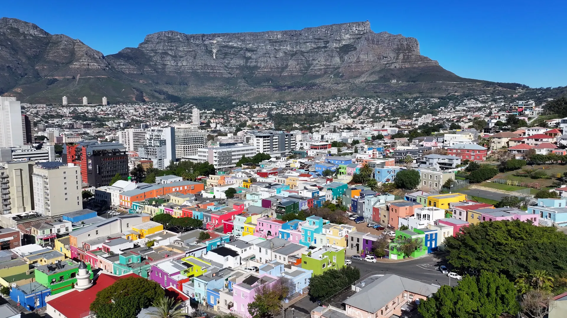 Bontebok — One of the rarest antelopes in Africa — saved from extinction in the Cape