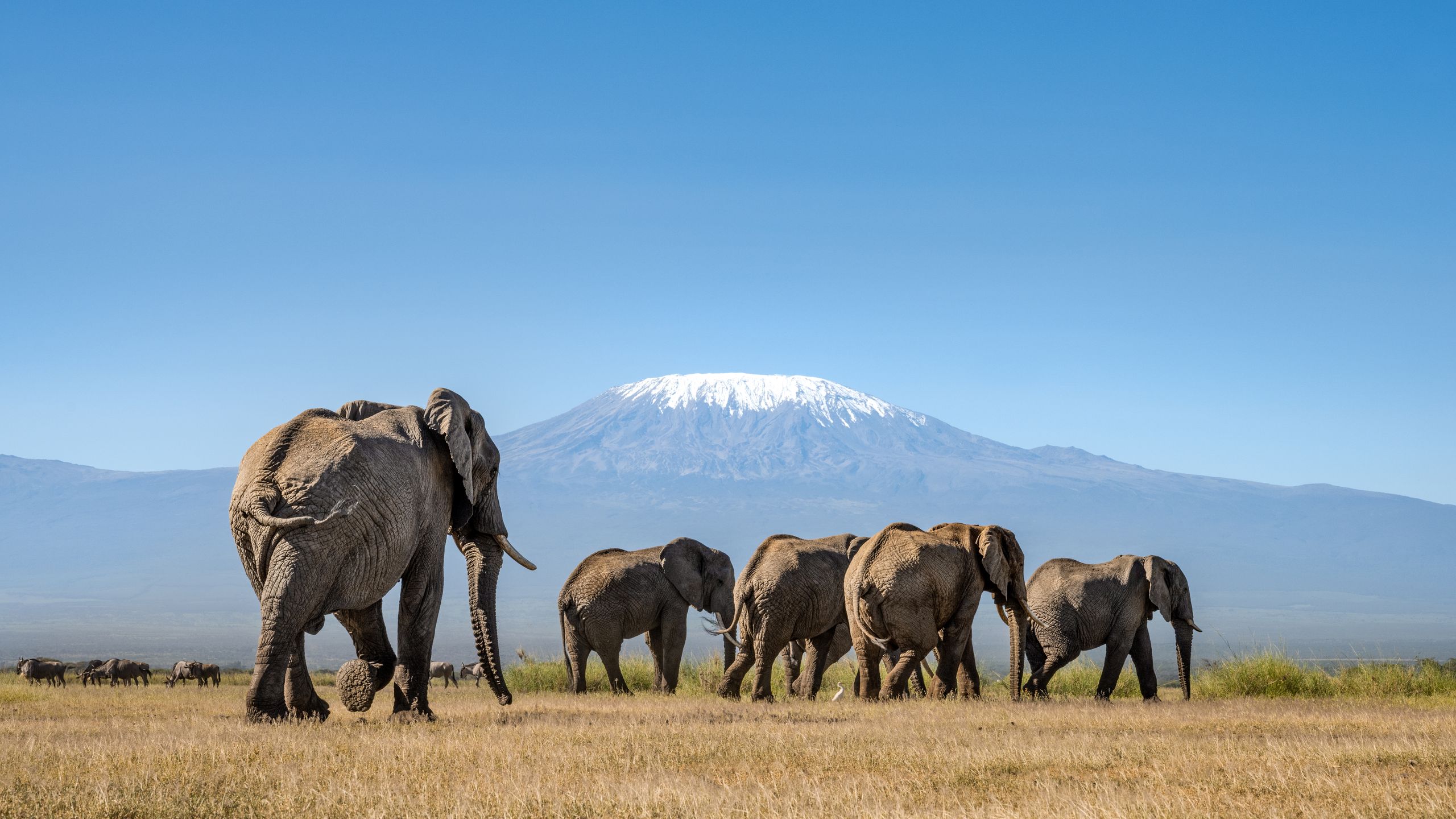 Amboseli National Park safari — Elephants & Kilimanjaro — Africa's Most Iconic Safari View