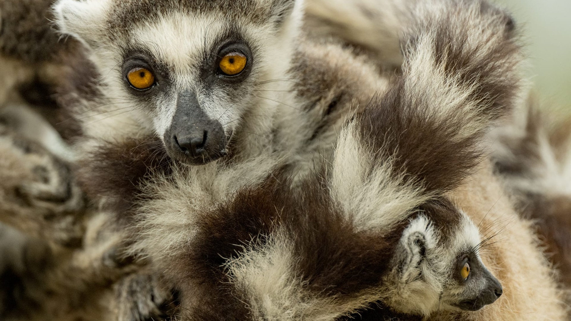 Andasibe-Mantadia safari — Madagascar's premier lemur sanctuary — indri calls echoing through ancient rainforest