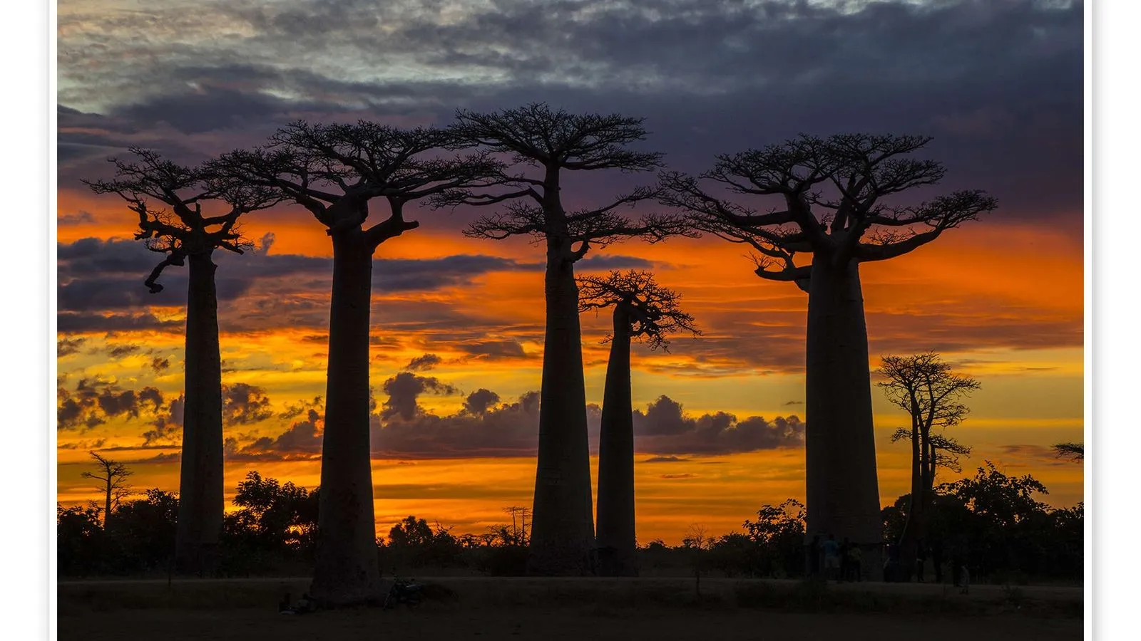 Avenue of the Baobabs at sunset, Madagascar
