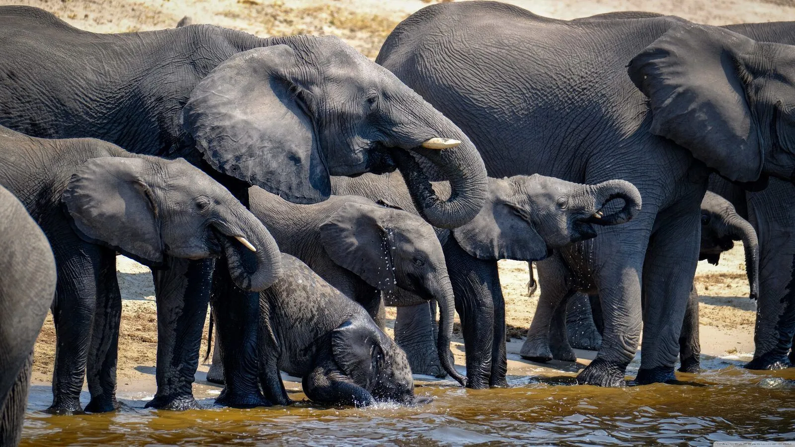 Chobe waterfront