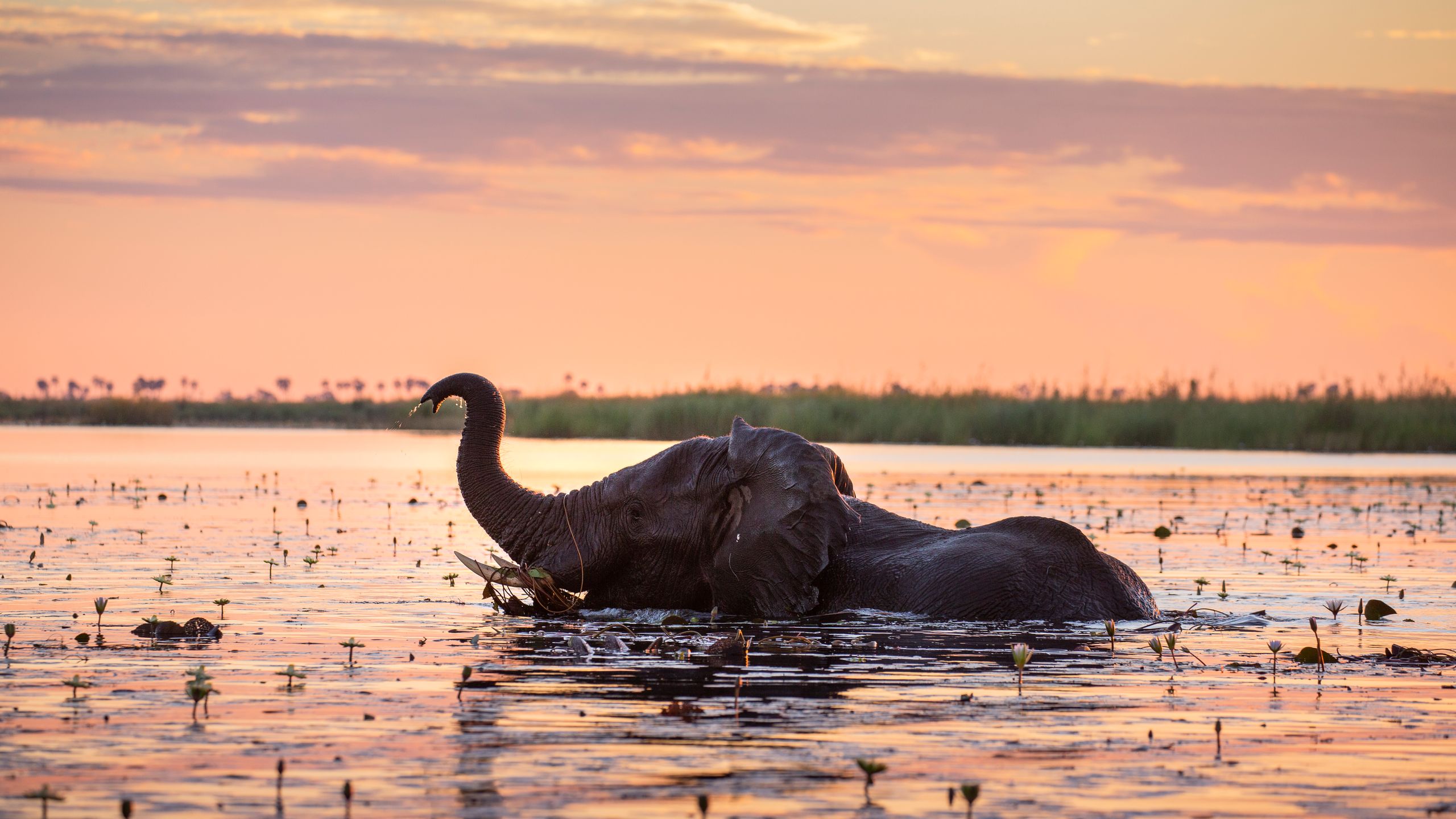 Linyanti Wildlife Reserve safari — Botswana's Best-Kept Secret — Exclusive Wilderness & Extraordinary Wildlife