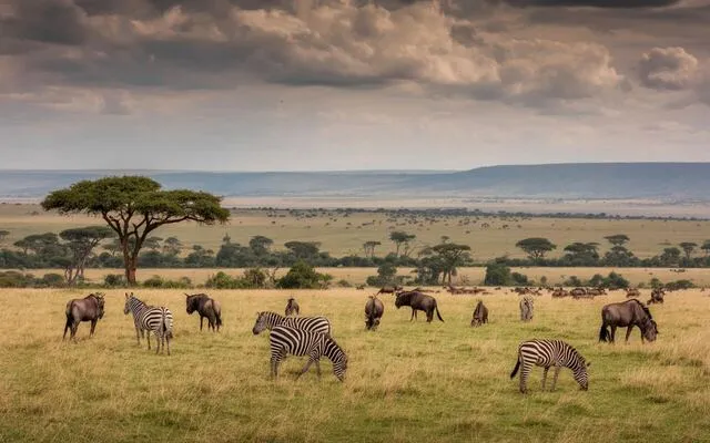 Pride of the savanna